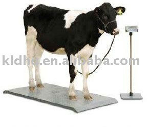 KLD Cattle Scale/Cattle Weighing Scale 